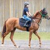 １３日に栗東・松永幹厩舎へ帰厩しています。☆エバーフレッシュ