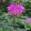 タイマツバナ Monarda didyma