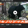 出没情報、前年の「30倍」！…『ダーウィンが来た！』ツキノワグマ回、配信あと２日