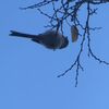 大晦日も野鳥がいっぱい