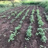 蕎麦の発芽と草むしり