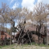 実相寺・山高神代桜　山梨県北杜市武川町山高