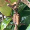 外遊びの重要性。カマキリが孵化していました！