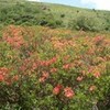 八島湿原とレンゲツツジ