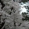 寄り道🎵  凛とした熊本城🏯と優しい桜🌸最高です🎵