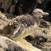 すみだ水族館のペンギン