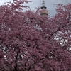 ミュンヘンの桜情報　おすすめスポット