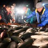 海に三方を囲まれている能登半島の沿岸には…（２０２４年２月１８日『毎日新聞』－「余録」）