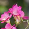 フリージア　〈赤・黄・白・ピンク・薄紫の花〉