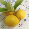 満月の日にレモン酵母作り。そして今日の持ち株。