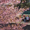 蝶屋桜の名所づくり「河津桜」