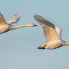 異例の事件！白鳥200羽がケシ畑でアヘン中毒に!? スロバキアの畑主が悲鳴