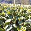 1月上旬時点での早生品種のお茶の芽