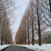 雪とメタセコイヤの並木道(湖北マキノ町)