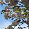 水前寺、市立体育館跡広場の桜