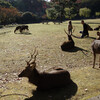 奈良公園の紅葉と鹿