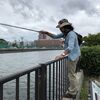 ９月１１日 横浜南部の河川や水路でハゼ釣り