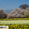 山梨県北斗市武川町　山高神代桜のある実相寺２