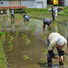 師匠の田の田植え