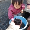 ホタルの幼虫の餌　カワニナ