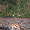 ニシアマサギ Western Cattle Egret