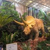 名古屋高島屋で開催中の「恐竜発掘王国展」に行ってきた！