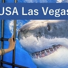 ラスベガス旅行記　2023年5月　水族館シャークリーフでサメを見る