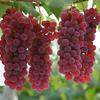Specialties Osaka grapes of Japan