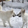 寒いし雪だし