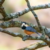 野鳥たちの憩いの水場（その１）...＂マヒワ＂＂アトリ＂＂ビンズイ＂＂コムクドリ＂ほか　　　野鳥撮影《第491回》