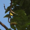 キバラタイヨウチョウ(Olive-backed Sunbird)