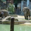 まんぼぅくん、上野動物園　アジア象のウタイお母さん、アルンくん