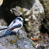 寒さの中”高原の水場”に集まる野鳥たち……＂マヒワ＂＂シメ＂＂エナガ＂＂ヒガラ＂＂ヤマガラ＂ 　　野鳥撮影《第475回》