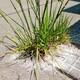 雑草と、禁断の塩