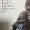 【ひと言】イケメンゴリラ、写真集