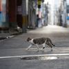 近隣繁華街のねこさん