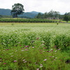 蕎麦の花咲く高原