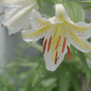 山百合と桔梗とエバーフレッシュの花