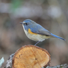 【県立 座間谷戸山公園】念願の青い鳥、ルリビタキ♂に出会えました