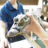 【GW・静岡旅行⑥】爬虫類だらけの体験型動物園『iZoo（イズー）』へ行ってきた！！（苦手な方閲覧注意）