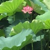 木曜