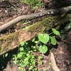 ワサビの葉っぱ採ってきたよ☆＼(^o^)／