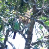 キバシミドリチュウハシ Emerald Toucanet
