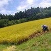 空を見上げながらの稲刈り２日目。