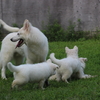 子犬たちと遊びました♪その2