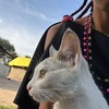 猫の日