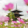 奈良法起寺で秋桜でも撮ろう