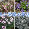 常緑で冬越しできる草花まとめ～実際に育てた冬枯れして寂しくならない植物11選