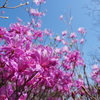 あいかわ公園の春を盛り上げる桜やツツジのお花たち。足元の山野草も探してみよう