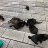 仔猫がまた現れた〜♪